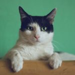 black and white cat lying on brown bamboo chair inside room